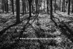 Carpet of Bluebells Castor Hanglands woods