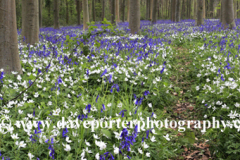 Bluebells and Wood Anemone Flowers; Castor woods