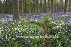 Bluebells and Wood Anemone Flowers; Castor woods