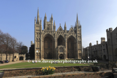 Daffodils, West front of Peterborough Cathedral