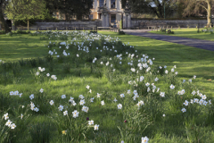 Spring daffodils, Thorpe Hall hospice, Peterborough