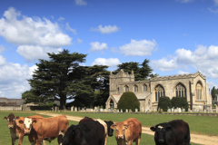 Cows in front of St Marys church, Marholm village