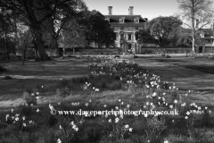 Spring daffodils, Thorpe Hall hospice, Peterborough