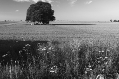 Summer Beech Tree, Fenland field near Ely town