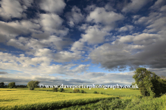 Summer barley crop in a Fenland Field, Wisbech