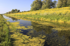 Summer, weedy Fenland Drain, Peakirk village