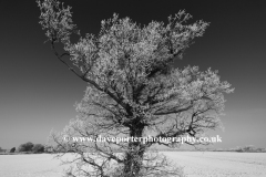 Winter Frost, Oak Tree near Wisbech town