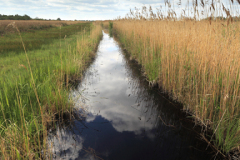 Reedbeds at the Wicken Fen nature reserve