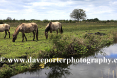 Konik ponies on the Wicken Fen nature reserve