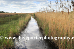 Reedbeds at the Wicken Fen nature reserve