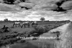 Konik ponies on the Wicken Fen nature reserve