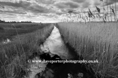 Reedbeds at the Wicken Fen nature reserve