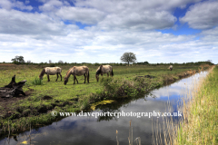 Konik ponies on the Wicken Fen nature reserve