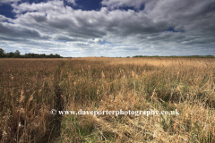 Reedbeds at the Wicken Fen nature reserve