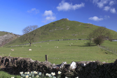 Daffodils with Thorpe Cloud peak, Thorpe village