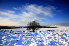 Tree in Lawrence Field near Grindleford