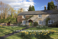 Daffodils on the green; Ashford in the Water village