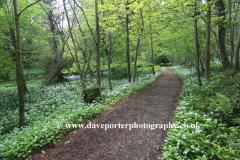 Wild Garlic in Chee Dale, river Wye, near Blackwell