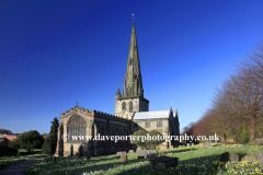 Daffodils, St Oswalds parish church Ashbourne town