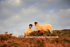 Sheep on Curbar Edge