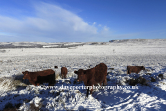 Cows on Froggatt Edge and Big Moor