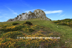 Gorse and Heather, Haytor Rocks, Dartmoor