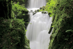 Canonteign Waterfalls near Chudleigh village