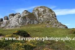 Gorse and Heather, Haytor Rocks, Dartmoor