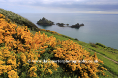 Wildflowers and cliffs, Kellys Cove, Start Bay