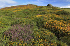 Gorse and Heather, Haytor Rocks, Dartmoor