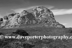 Gorse and Heather, Haytor Rocks, Dartmoor