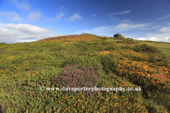 Gorse and Heather, Haytor Rocks, Dartmoor