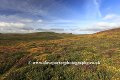 Gorse and Heather, Ripon Tor Rocks, Dartmoor