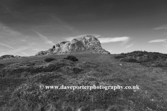 Gorse and Heather, Haytor Rocks, Dartmoor