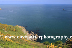 Wildflowers and cliffs, Pudcombe Cove, Start Bay