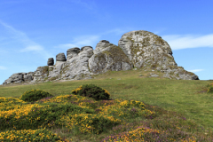 Gorse and Heather, Haytor Rocks, Dartmoor