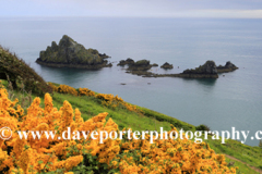 Summer, wildflowers and cliffs, Kellys Cove, Start Bay