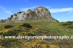 Gorse and Heather, Haytor Rocks, Dartmoor