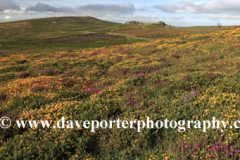 Gorse and Heather, Ripon Tor Rocks, Dartmoor