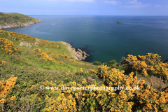 Wildflowers and cliffs, Pudcombe Cove, Start Bay