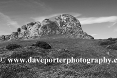 Gorse and Heather, Haytor Rocks, Dartmoor