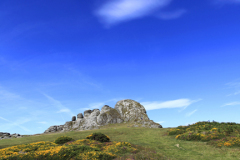 Gorse and Heather, Haytor Rocks, Dartmoor