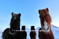 Icelandic Ponies in snow, near Akranes town