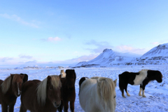 Icelandic Ponies in snow, near Akranes town