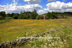 Flower Meadow, Thankerton village, Tweeddale