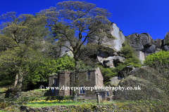 Daffodils at Rock Hall, the Roaches Rocks