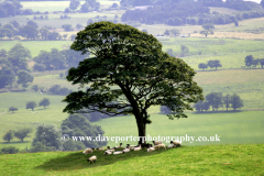 Sheep under a tree Upper Hulmer, near Leek