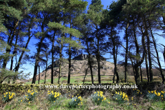 Daffodils with Hen Cloud rocks