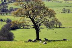 Sheep under a tree Upper Hulmer, near Leek