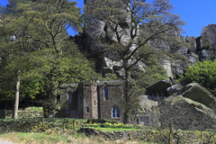 Daffodils at Rock Hall, the Roaches Rocks